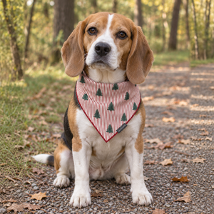 Beagle wearing the Striped Christmas Trees bandana