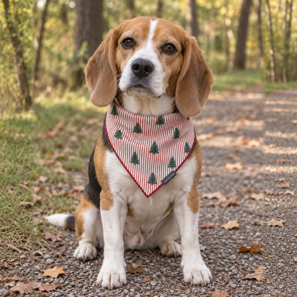 Beagle wearing the Striped Christmas Trees bandana