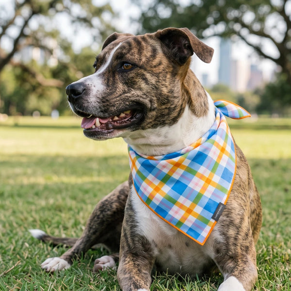 Brindle dog wearing the Sunny Side Pup bandana in an Austin park