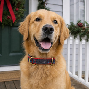 Golden retriever on a holiday front porch wearing the Yule Tartan Activewear collar