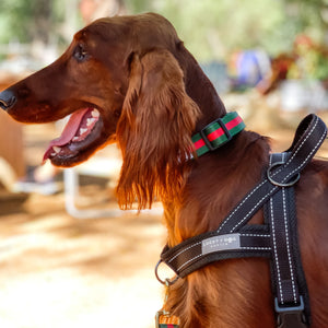 Fi Collar Band - Goochie  Fi Collar Band - Goochie